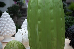 Cactus Deroma